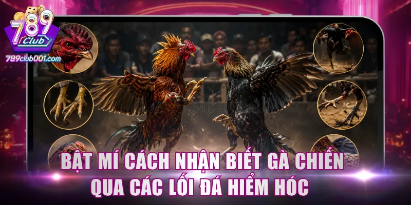 Bật mí cách nhận biết gà chiến qua các lối đá hiểm hóc 