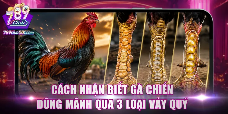 Cách nhận biết gà chiến dũng mãnh qua 3 loại vảy quý
