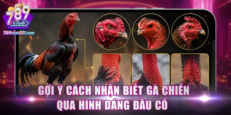 Gợi ý cách nhận biết gà chiến qua hình dáng đầu cổ 